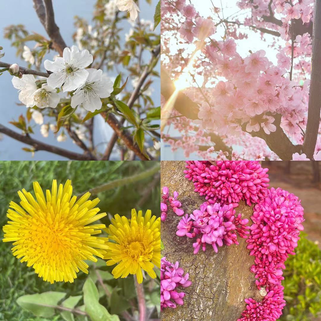 ������Ӫ������+����+��Ʒ˵���� ���Ȱ������µ�һ�� �ñȷ紥��������¶� ��ľվ�������� һ�仨�ڴ���һ�仨�������� Ը������ ��Զ�����ſɰ����� Ը��������ĵĴ�Ц����.jpg